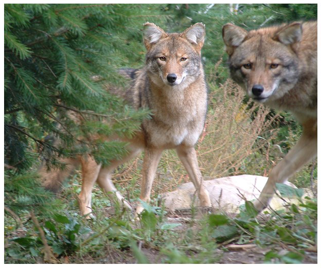 coywolf vs coyote